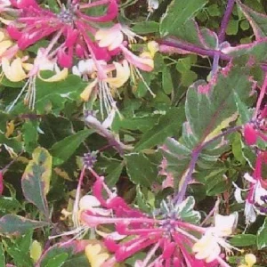 Harlequin Variegated Honeysuckle Vine Live Plant - 2.5