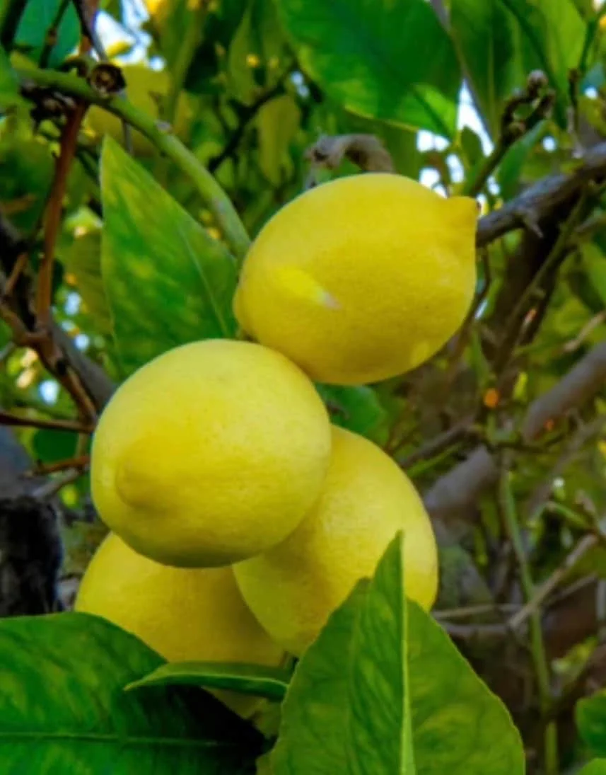 Harvey Lemon Tree Live Plant, Grafted, 1/2 Gallon Pot, Cold Hardy Citrus - Image 2