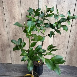Harvey Lemon Tree Live Plant, Grafted, 1/2 Gallon Pot, Cold Hardy Citrus - Image 1