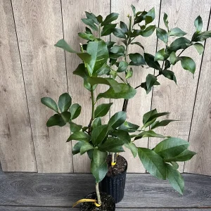 Harvey Lemon Tree Live Plant, Grafted, 1/2 Gallon Pot, Cold Hardy Citrus - Image 5