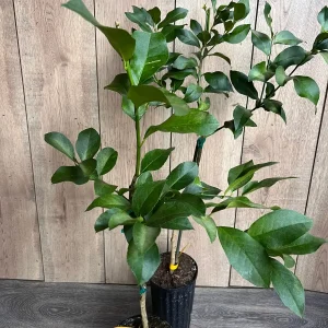 Harvey Lemon Tree Live Plant, Grafted, 1/2 Gallon Pot, Cold Hardy Citrus - Image 6