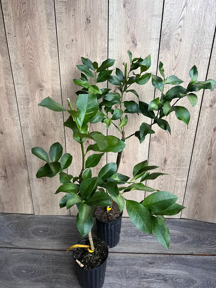 Harvey Lemon Tree Live Plant, Grafted, 1/2 Gallon Pot, Cold Hardy Citrus - Image 1