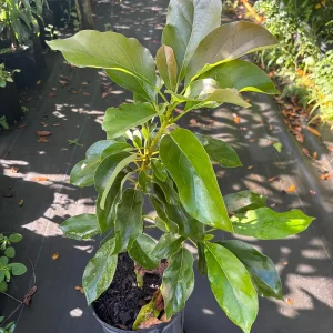 Hass Avocado Live Plant – Grafted, 3 Gallon Pot, 1-2 Feet Tall - Image 4