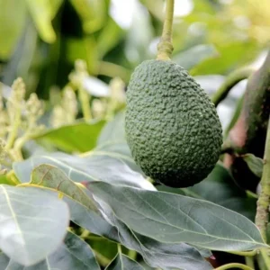 Hass Avocado Tree Live Plant - Grafted, 2-3 ft Tall, 3 Gallon Pot, Outdoor - Image 3