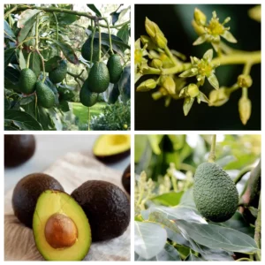 Hass Avocado Tree Live Plant - Grafted, 2-3 ft Tall, 3 Gallon Pot, Outdoor - Image 1