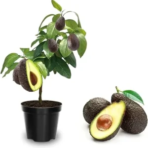 Hass Avocado Tree Live Plant - Grafted, 2-3 Ft Tall, 3 Gallon Pot, Ready to Fruit - Image 4