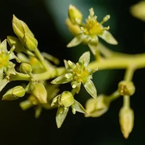 Hass Avocado Tree Live Plant - Grafted, 2-3 ft Tall, 3 Gallon Pot, Outdoor - Image 4