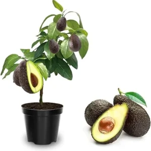 Hass Avocado Tree Live Plant - Grafted, 2-3 Ft Tall, 3 Gallon Pot, Ready to Fruit - Image 5