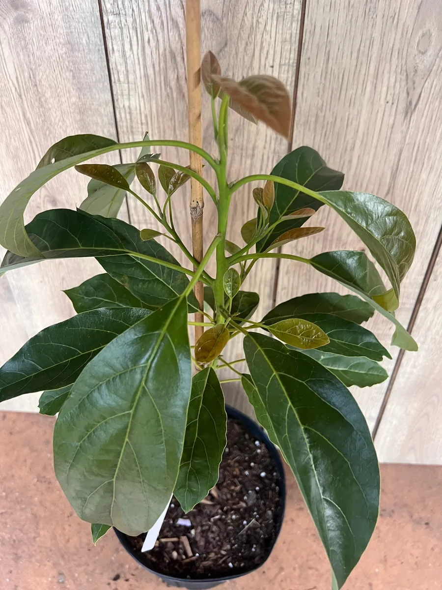 Hass Avocado Tree Live Plant – Grafted, 3 Gallon Pot – Outdoor Fruit Tree - Image 2