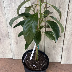 Hass Avocado Tree Live Plant – Grafted, 3 Gallon Pot – Outdoor Fruit Tree - Image 3