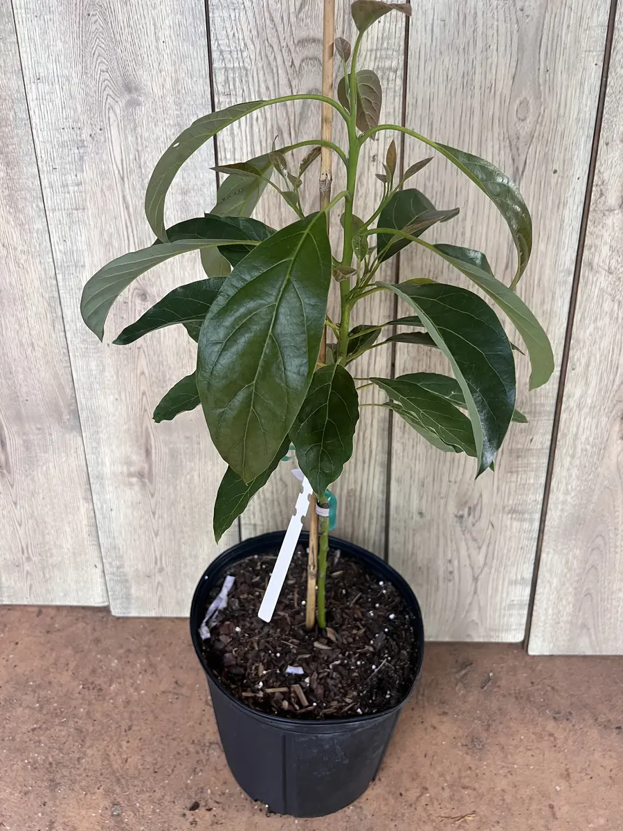 Hass Avocado Tree Live Plant – Grafted, 3 Gallon Pot – Outdoor Fruit Tree - Image 3