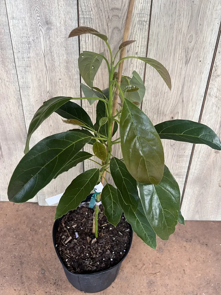 Hass Avocado Tree Live Plant – Grafted, 3 Gallon Pot – Outdoor Fruit Tree - Image 4