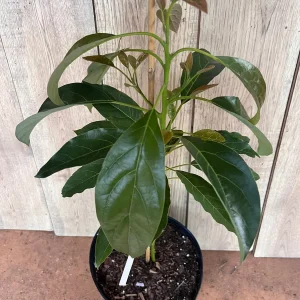 Hass Avocado Tree Live Plant – Grafted, 3 Gallon Pot – Outdoor Fruit Tree - Image 5