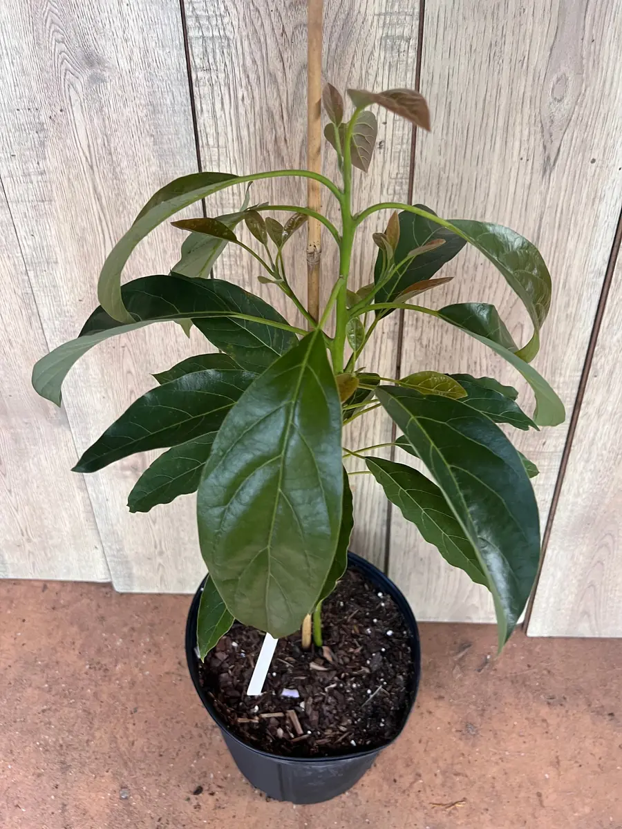 Hass Avocado Tree Live Plant – Grafted, 3 Gallon Pot – Outdoor Fruit Tree - Image 5