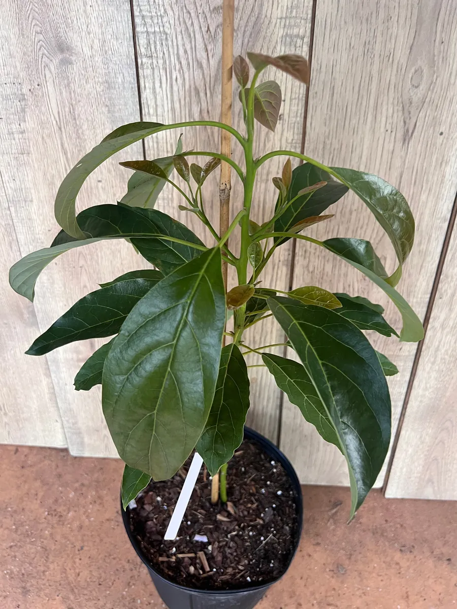 Hass Avocado Tree Live Plant – Grafted, 3 Gallon Pot – Outdoor Fruit Tree - Image 6