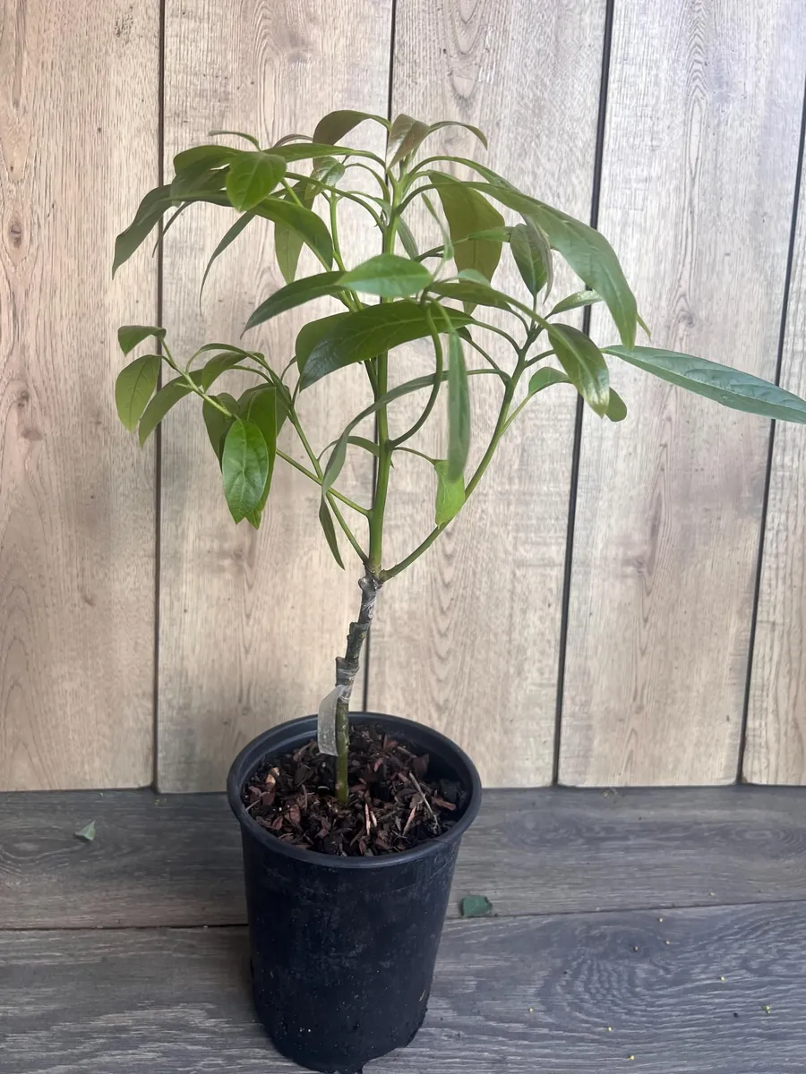 Hass Avocado Tree Live Plant – Grafted, 3 Gallon Pot – Outdoor Fruit Tree - Image 7