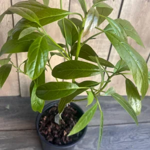 Hass Avocado Tree Live Plant – Grafted, 3 Gallon Pot – Outdoor Fruit Tree - Image 8