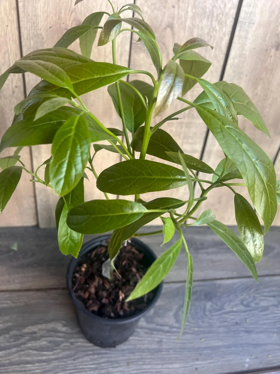 Hass Avocado Tree Live Plant – Grafted, 3 Gallon Pot – Outdoor Fruit Tree - Image 8