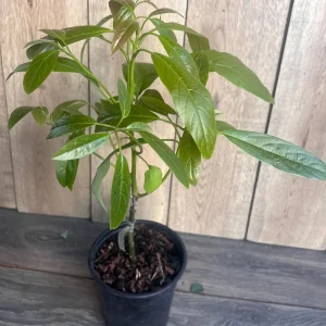 Hass Avocado Tree Live Plant – Grafted, 3 Gallon Pot – Outdoor Fruit Tree - Image 9