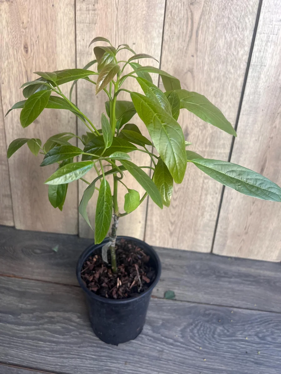 Hass Avocado Tree Live Plant – Grafted, 3 Gallon Pot – Outdoor Fruit Tree - Image 9