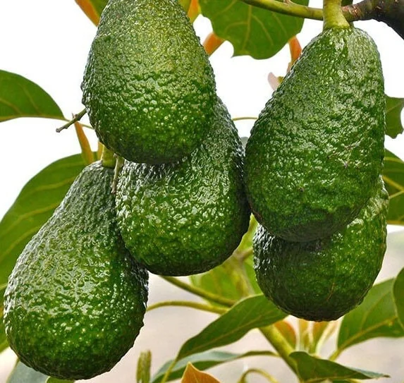 Hass Avocado Tree Live Plant – Grafted, 3 Gallon Pot – Outdoor Fruit Tree - Image 1