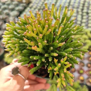 Hatiora Salicornioides 'Dancing Bones' Succulent Live Plant - Unique Indoor/Outdoor - Image 3