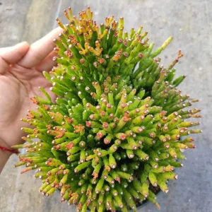 Hatiora Salicornioides 'Dancing Bones' Succulent Live Plant - Unique Indoor/Outdoor - Image 8