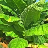 Havanna Gold Tobacco Herb Seeds - Non-GMO, USA Grown, Annual - Image 1