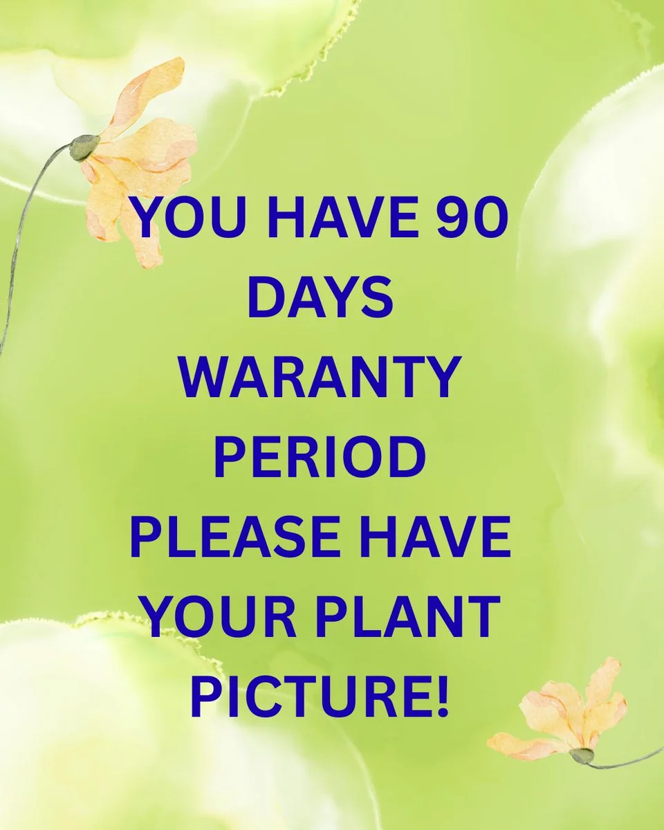 Hawaiian Frangipani Plumeria Unrooted Cutting 10-12 inch - Sweet Scented Flower - Image 10