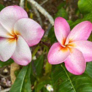 Hawaiian Frangipani Plumeria Unrooted Cutting 10-12 inch - Sweet Scented Flower - Image 2