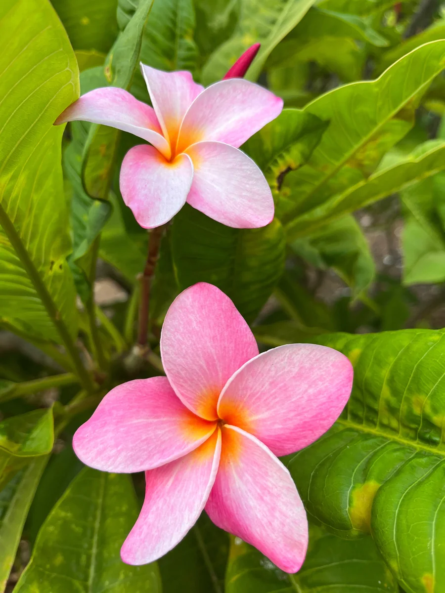 Hawaiian Frangipani Plumeria Unrooted Cutting 10-12 inch - Sweet Scented Flower - Image 3