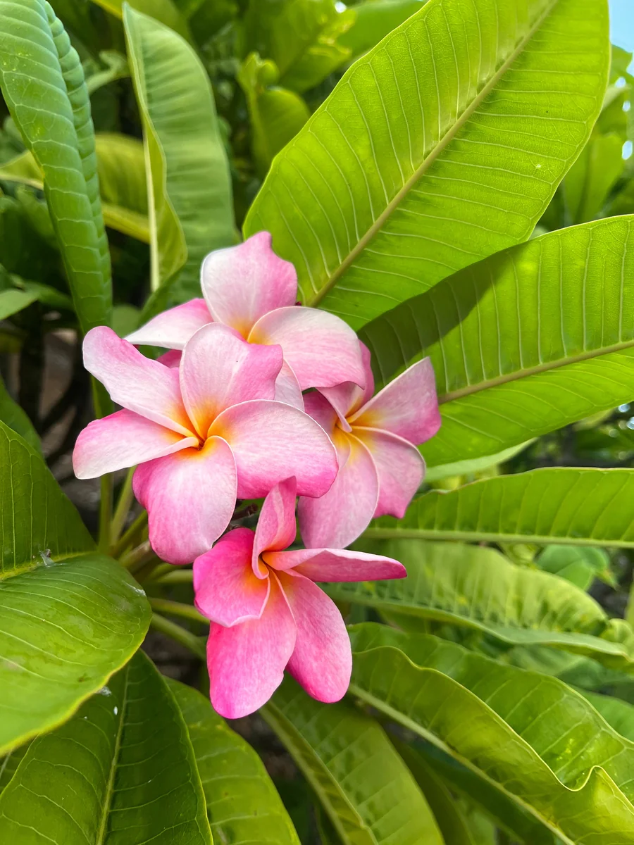 Hawaiian Frangipani Plumeria Unrooted Cutting 10-12 inch - Sweet Scented Flower - Image 4