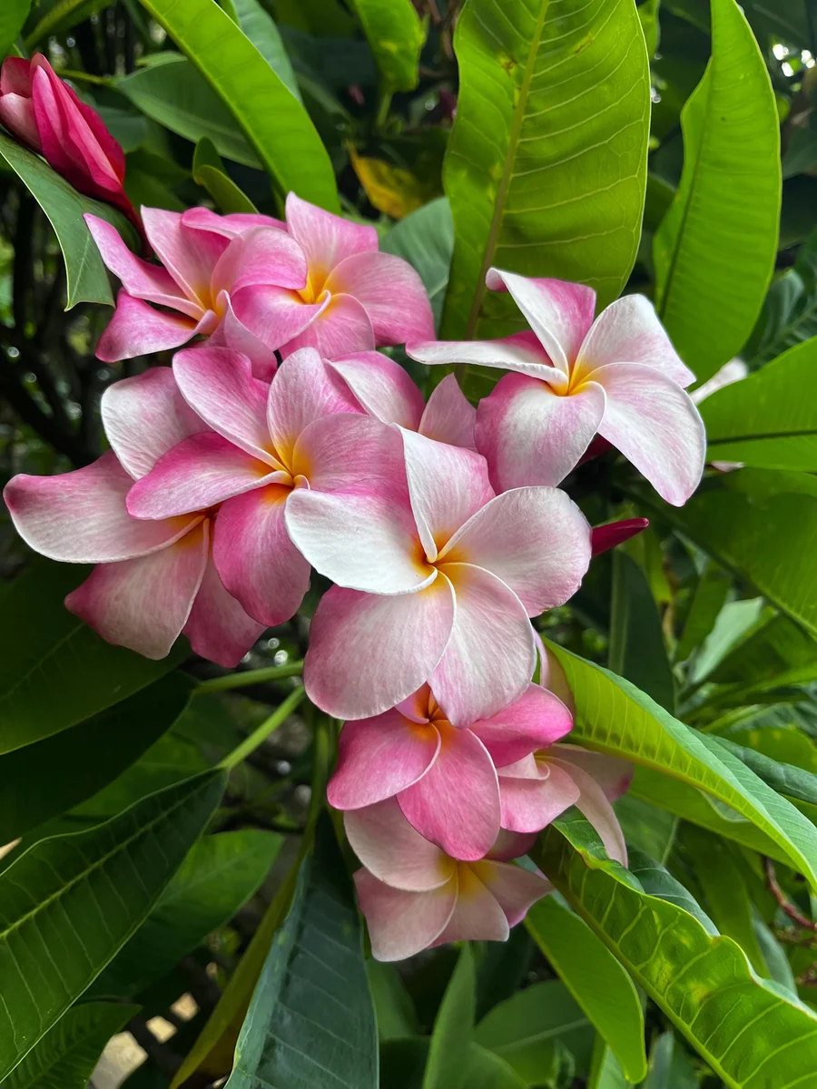 Hawaiian Frangipani Plumeria Unrooted Cutting 10-12 inch - Sweet Scented Flower - Image 6