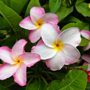 Hawaiian Frangipani Plumeria Unrooted Cutting 10-12 inch - Sweet Scented Flower - Image 7