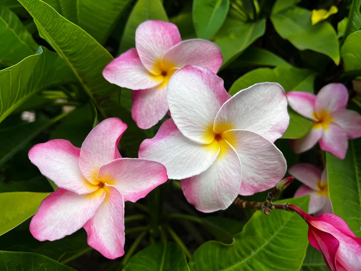 Hawaiian Frangipani Plumeria Unrooted Cutting 10-12 inch - Sweet Scented Flower - Image 7