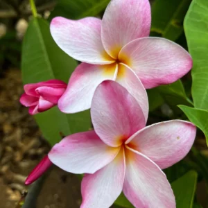 Hawaiian Frangipani Plumeria Unrooted Cutting 10-12 inch - Sweet Scented Flower - Image 9