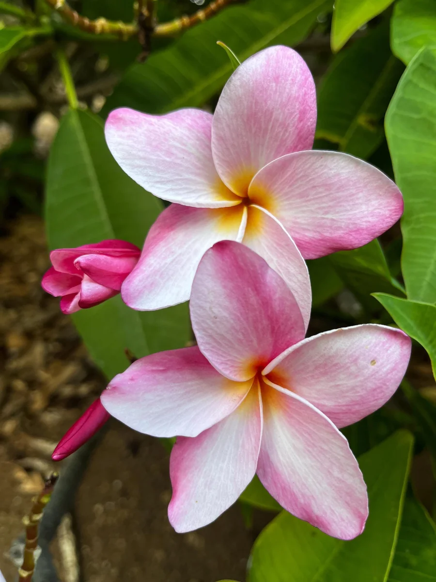 Hawaiian Frangipani Plumeria Unrooted Cutting 10-12 inch - Sweet Scented Flower - Image 9