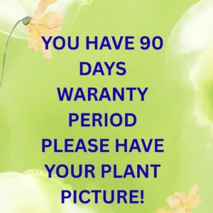 Hawaiian Frangipani Plumeria Unrooted Cutting - Fruity Scent, 10-12 inch, Large Pink-Yellow Flowers, Outdoor - Image 10