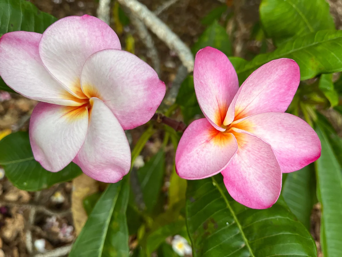 Hawaiian Frangipani Plumeria Unrooted Cutting - Fruity Scent, 10-12 inch, Large Pink-Yellow Flowers, Outdoor - Image 2