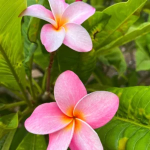 Hawaiian Frangipani Plumeria Unrooted Cutting - Fruity Scent, 10-12 inch, Large Pink-Yellow Flowers, Outdoor - Image 3