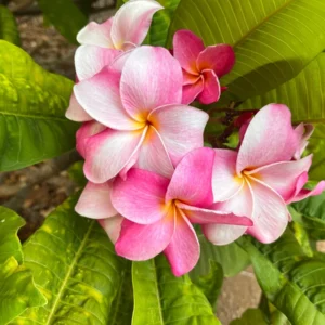 Hawaiian Frangipani Plumeria Unrooted Cutting - Fruity Scent, 10-12 inch, Large Pink-Yellow Flowers, Outdoor - Image 1