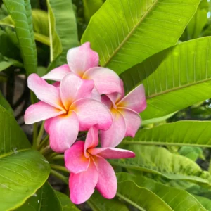Hawaiian Frangipani Plumeria Unrooted Cutting - Fruity Scent, 10-12 inch, Large Pink-Yellow Flowers, Outdoor - Image 4