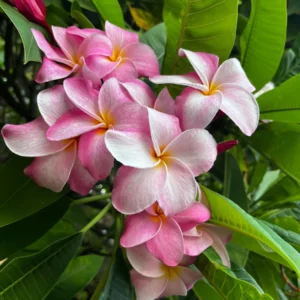 Hawaiian Frangipani Plumeria Unrooted Cutting - Fruity Scent, 10-12 inch, Large Pink-Yellow Flowers, Outdoor - Image 6