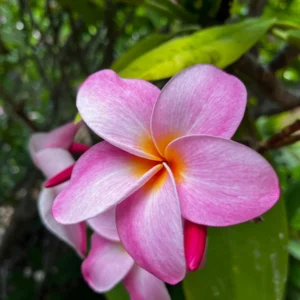 Hawaiian Frangipani Plumeria Unrooted Cutting - Fruity Scent, 10-12 inch, Large Pink-Yellow Flowers, Outdoor - Image 8