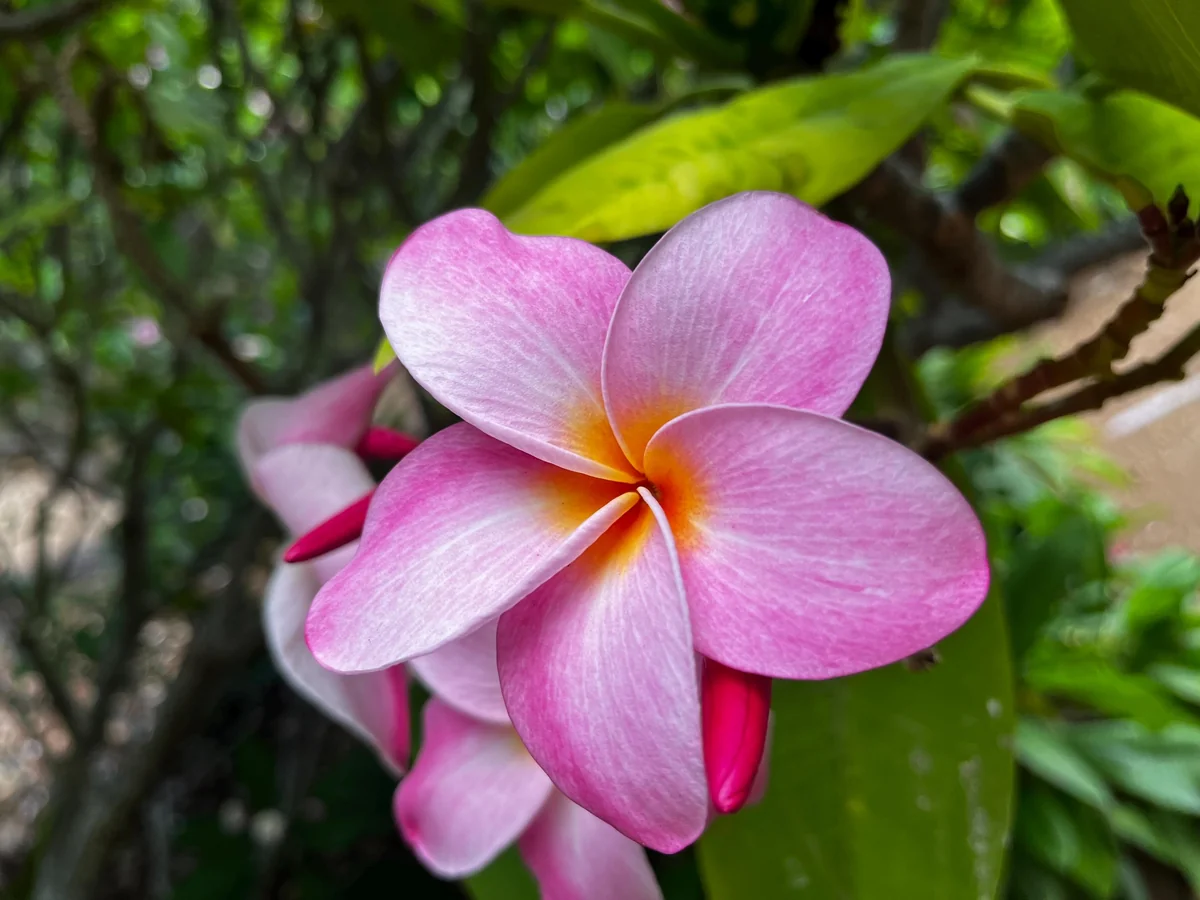 Hawaiian Frangipani Plumeria Unrooted Cutting - Fruity Scent, 10-12 inch, Large Pink-Yellow Flowers, Outdoor - Image 8