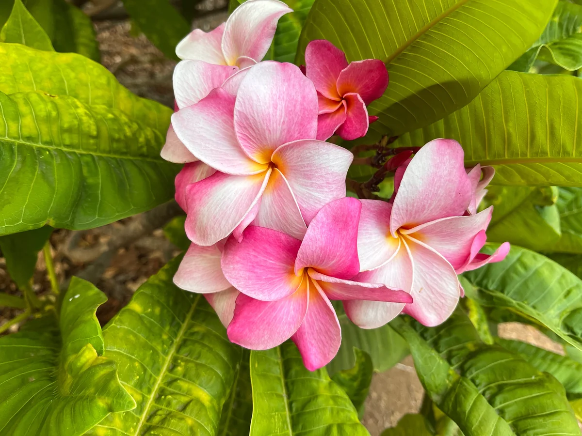 Hawaiian Frangipani Plumeria Unrooted Cutting - Fruity Scent, 10-12 inch, Large Pink-Yellow Flowers, Outdoor - Image 1
