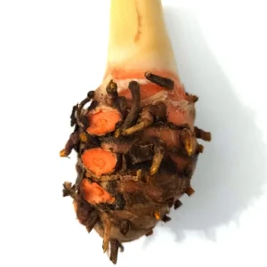 Hawaiian Red Turmeric Rhizomes - Curcuma longa Olena - Edible & Ornamental - Image 3