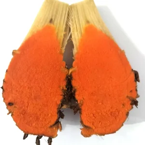 Hawaiian Red Turmeric Rhizomes - Curcuma longa Olena - Edible & Ornamental - Image 1