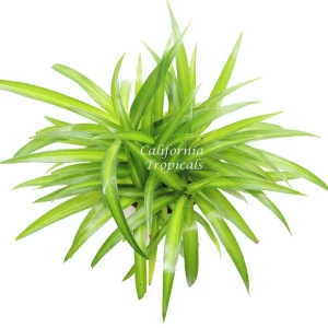 Hawaiian Spider - 6'' from California Tropicals - Image 2