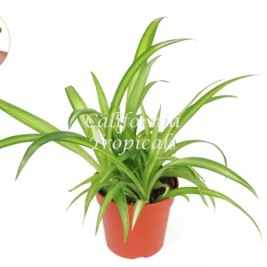 Hawaiian Spider Plant - 4'' Potted Live Plant - Indoor Houseplant - Image 1